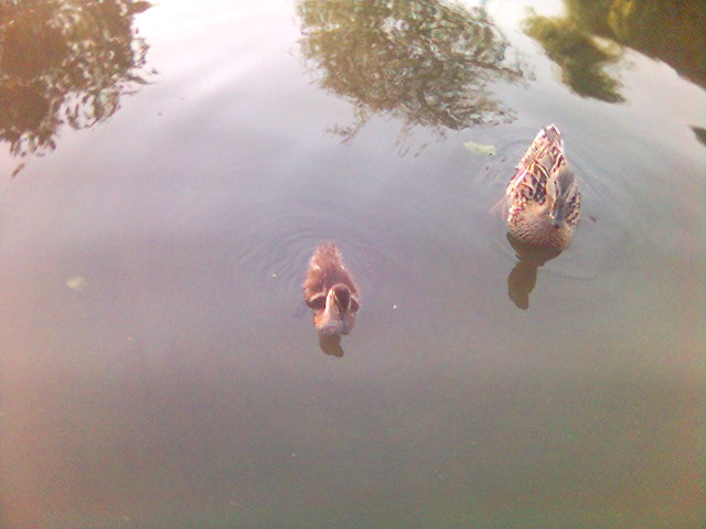 ducks